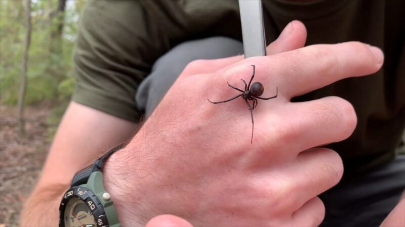 Redback Spider on Hand