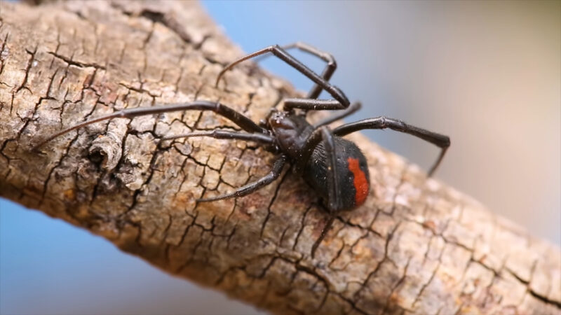 Redback Spider