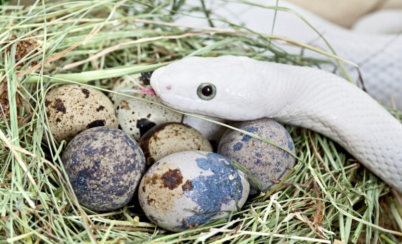 Reproduction and Life Cycle - the texas rat snake