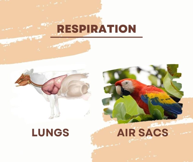 Respiration