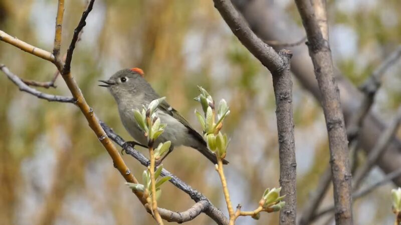 Ruby-crowned Kinglet