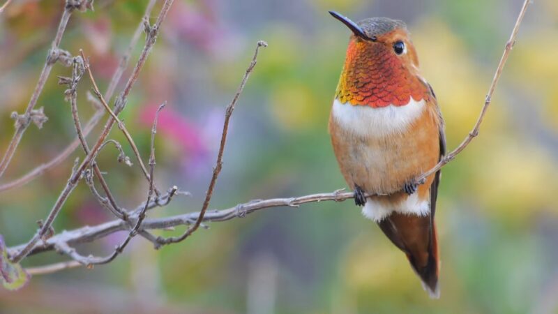 Rufous Hummingbird