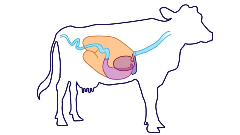 Ruminant Physiology