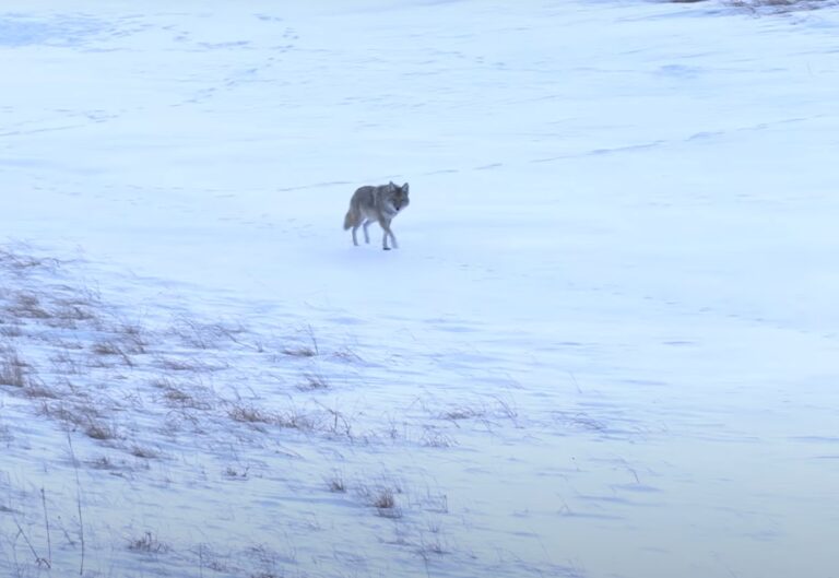 What Do Coyotes Eat From Prey to Gourmet Biology Diagrams