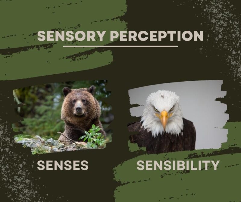 Sensory perception