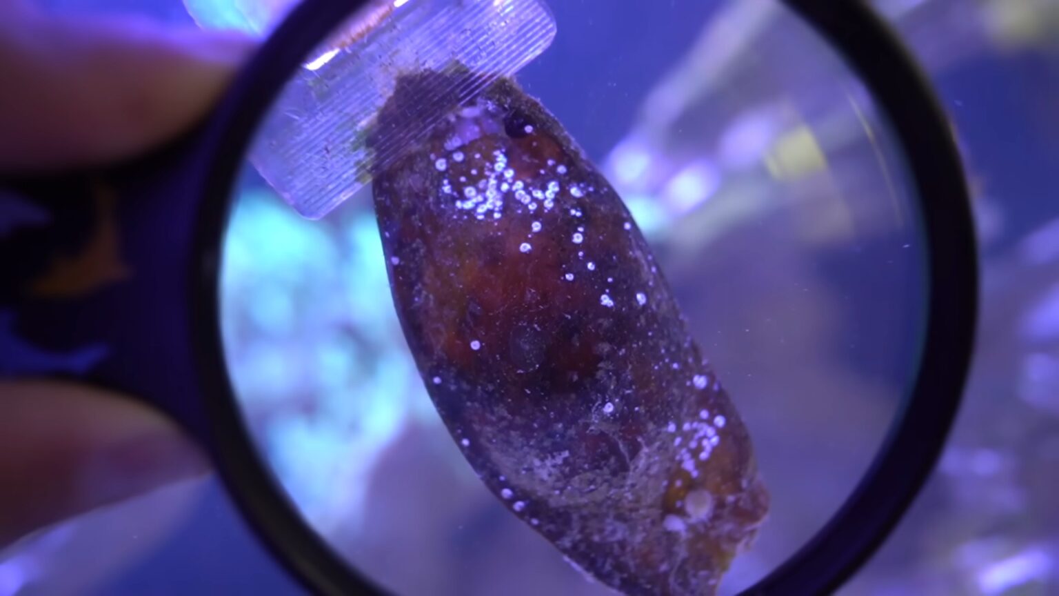 Do Sharks Lay Eggs? Facts On Shark Eggs & Mermaid’s Purses Before The