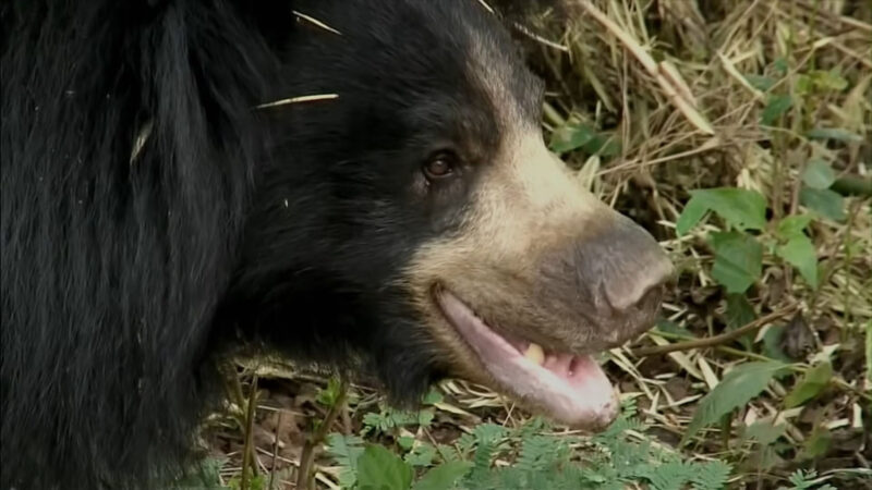 Sloth Bear