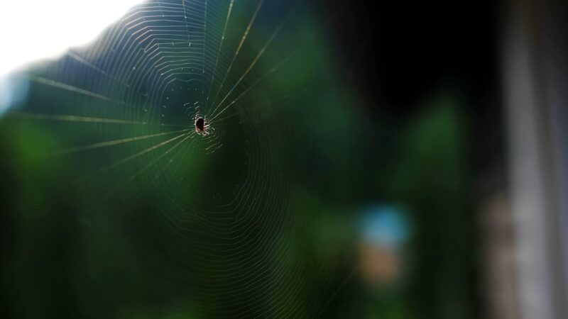 Spider Silk