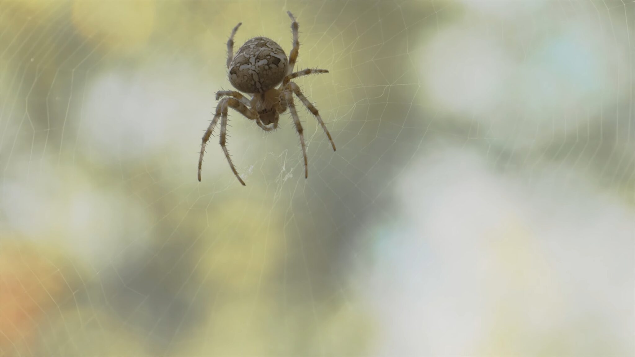 Is A Spider An Insect? What Are The Similarities &