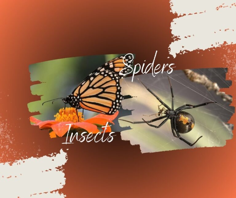 Huddle Together: Social Spiders and Their Myriad Guests