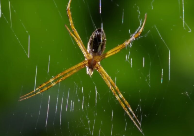 Spiders