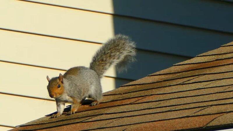 Squirrel Behavior Related to Poop