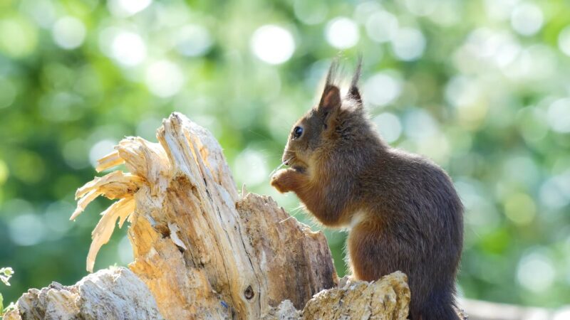 Squirrel Eating