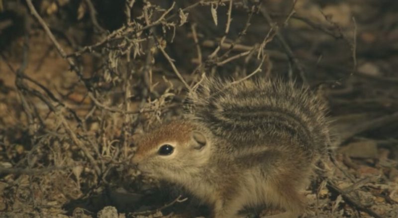 Squirrel Poop