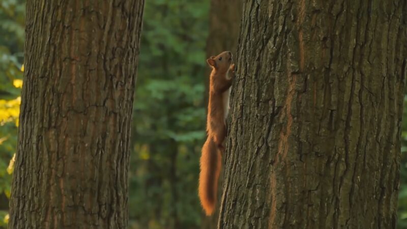 Squirrel Poop