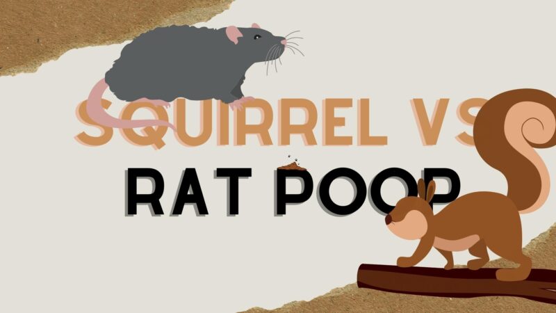 Squirrel Vs Rat Poop - How to Tell the Difference