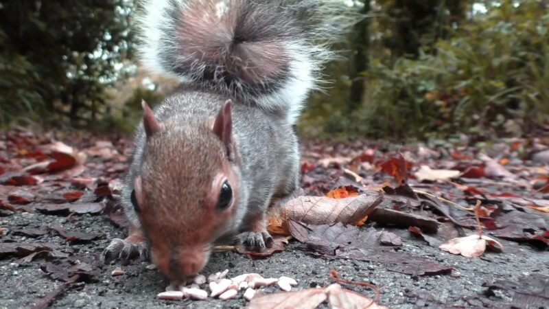 Squirrels 