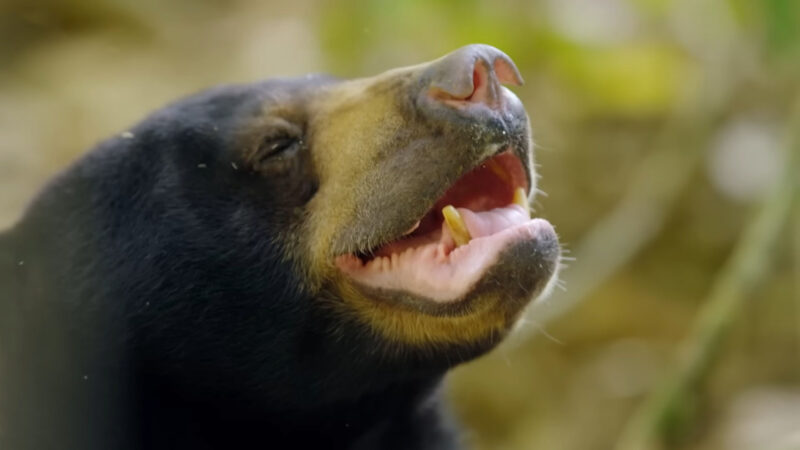 Sun Bear