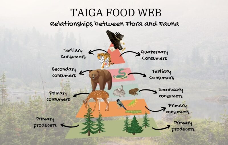 TAIGA FOOD WEB