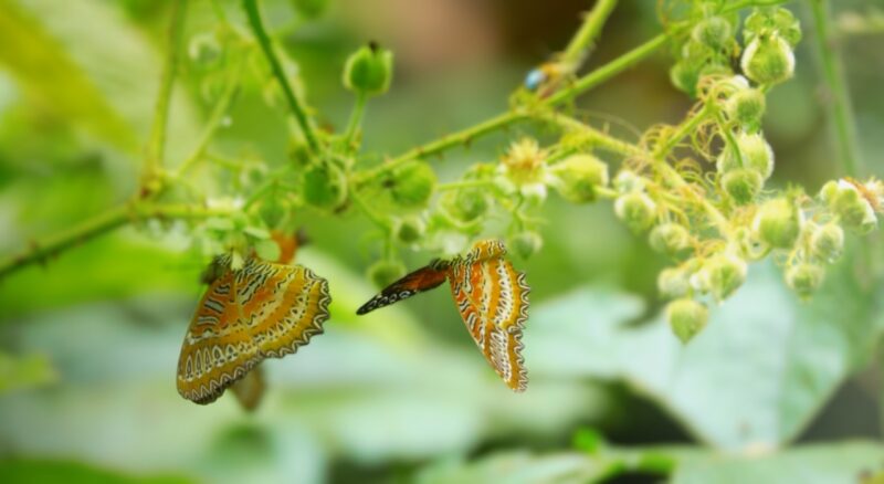 THE FASCINATING WORLD OF FOREST INVERTEBRATES