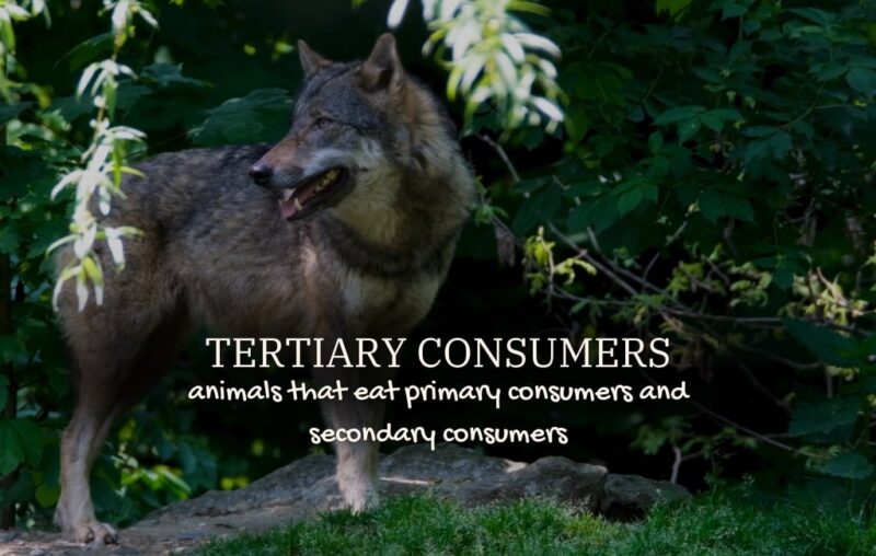 Tertiary Consumers TAIGA FOOD WEB