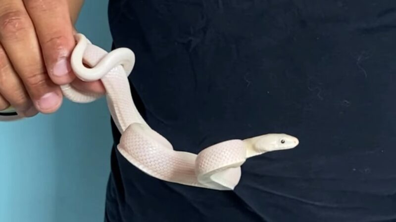 Texas Rat Snake - the Diet and Habitat of this animal