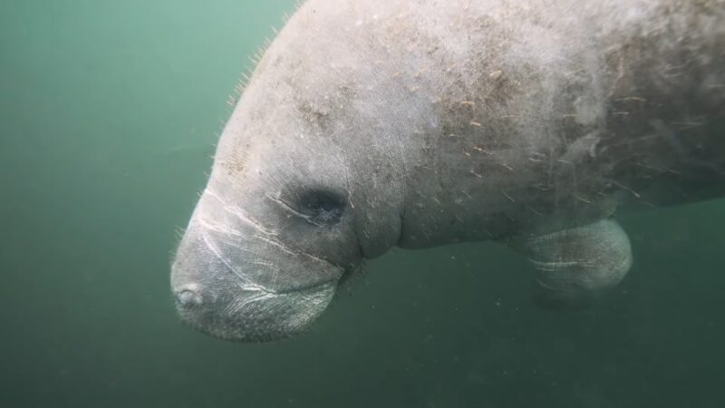 The Florida Manatee