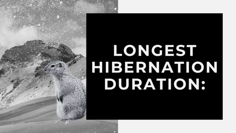 The Remarkable Adaptation Longest Hibernation Duration