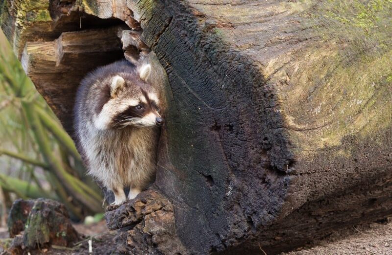 Tree Hollows as Residences - raccoon nest