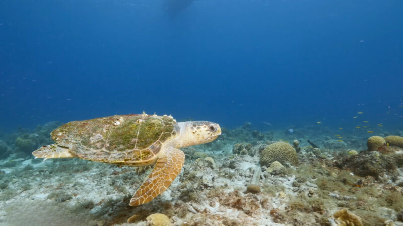 Turtle in the ocean