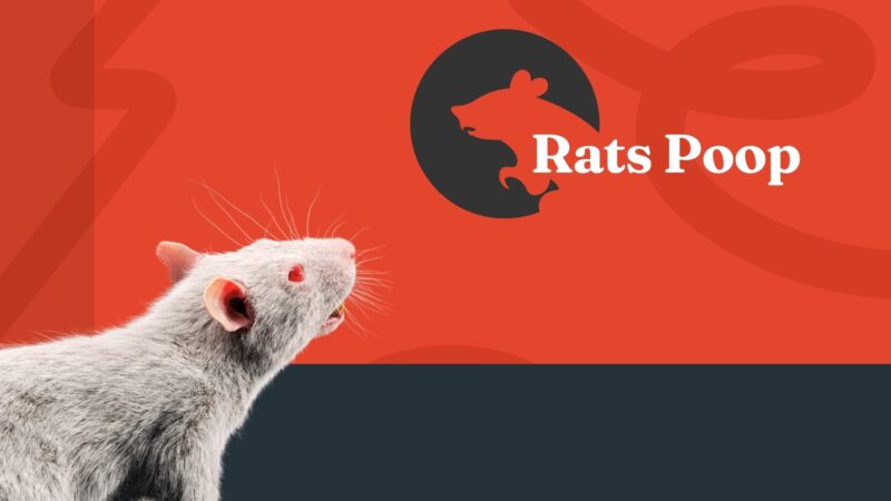 Understanding Rats and Their Droppings