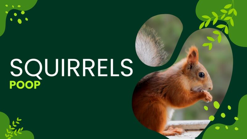 Understanding Squirrels and Their Droppings