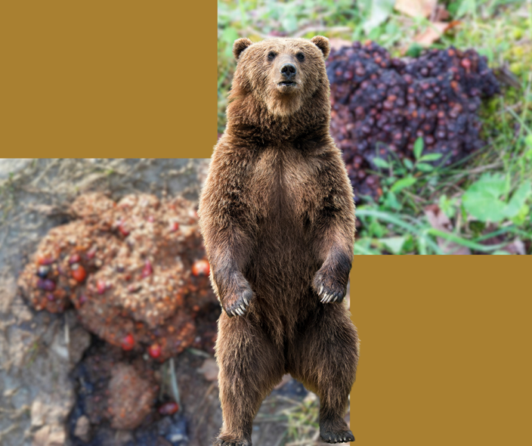 Understanding Bear Scat Nature's Storyteller