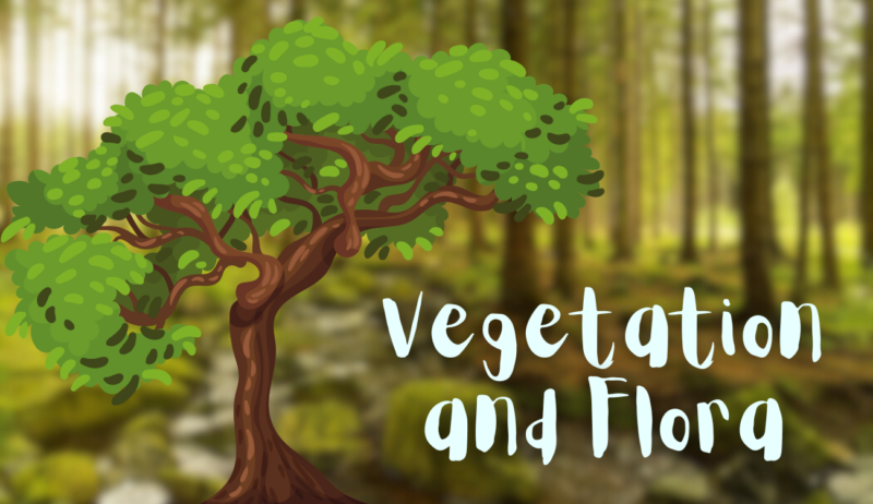 Vegetation and Flora