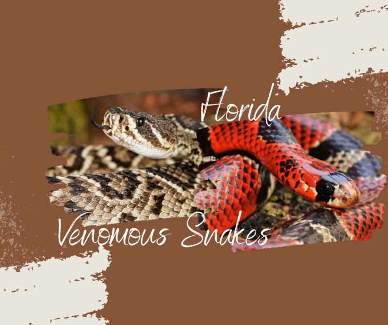 Venomous Snakes in Florida