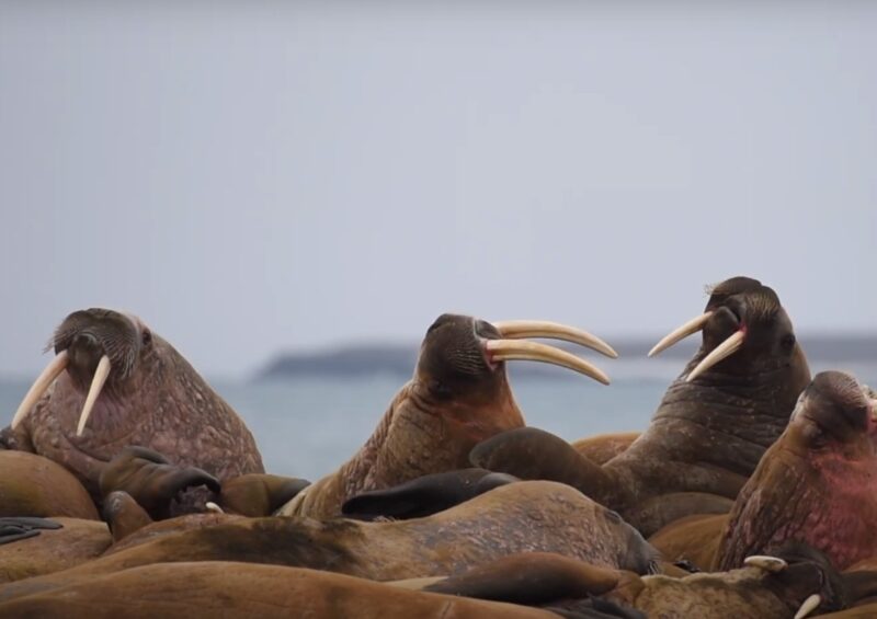 Walruses