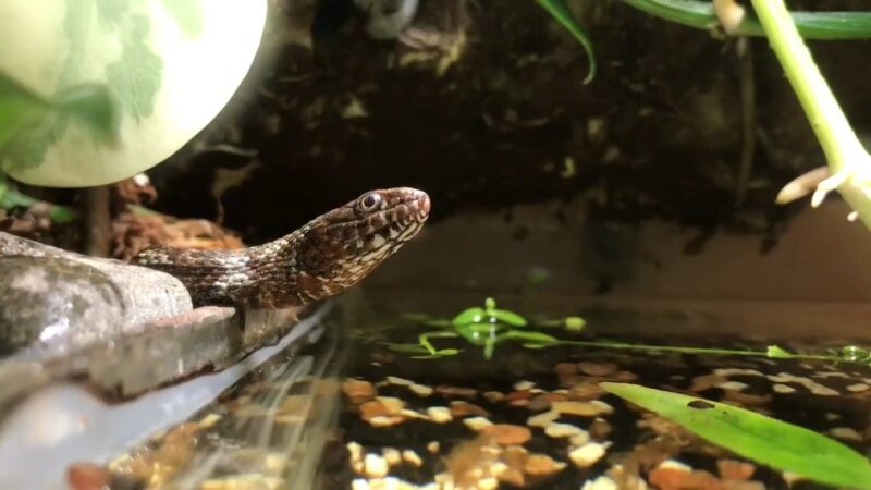 Water Snake