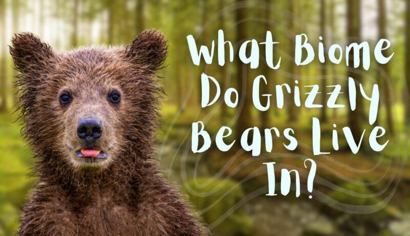 What Biome Do Grizzly Bears Live In