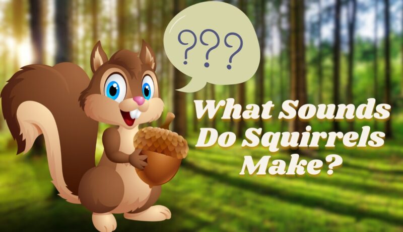 What Sounds Do Squirrels Make