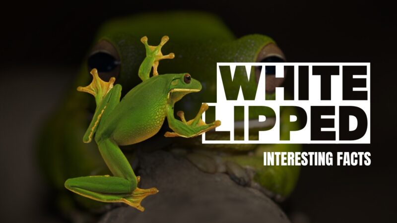 White-lipped tree frog