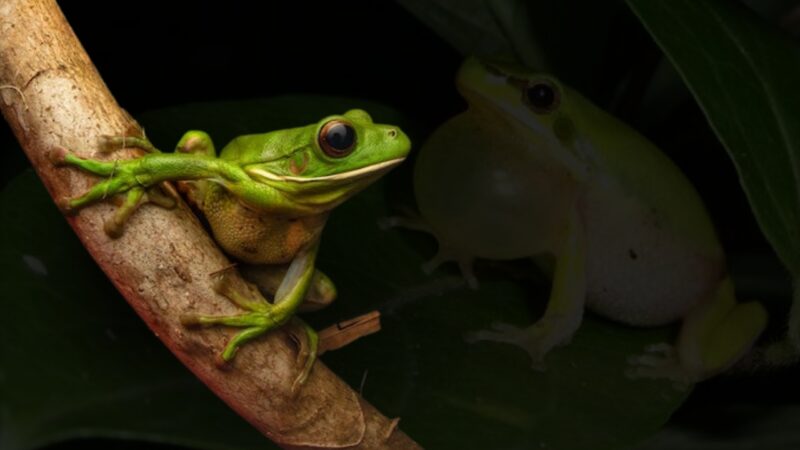 White-lipped tree frog courtship rituals