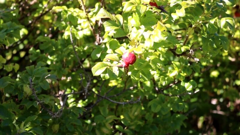 10 Taiga Plants With Pictures & Facts - Boreal Forest Flora