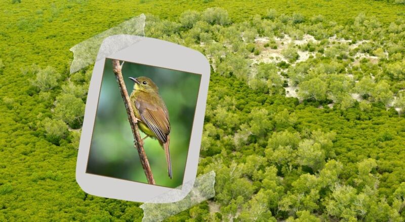 Xavier’s Greenbul