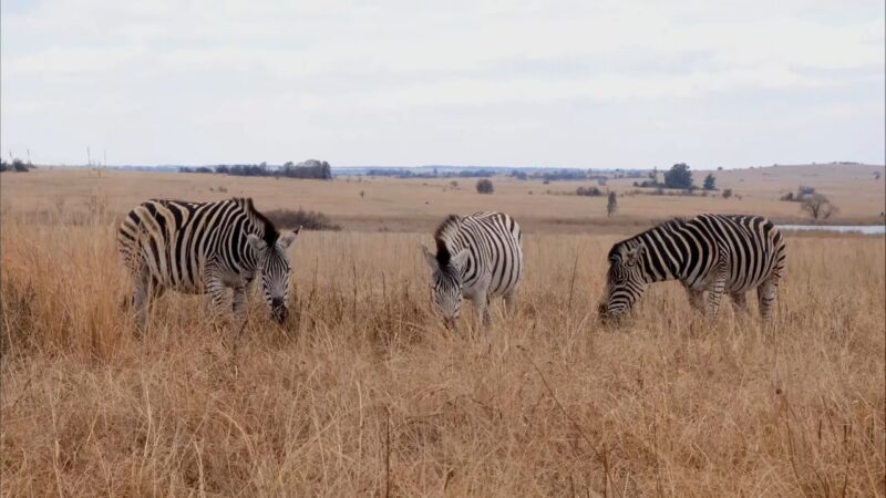 Zebra