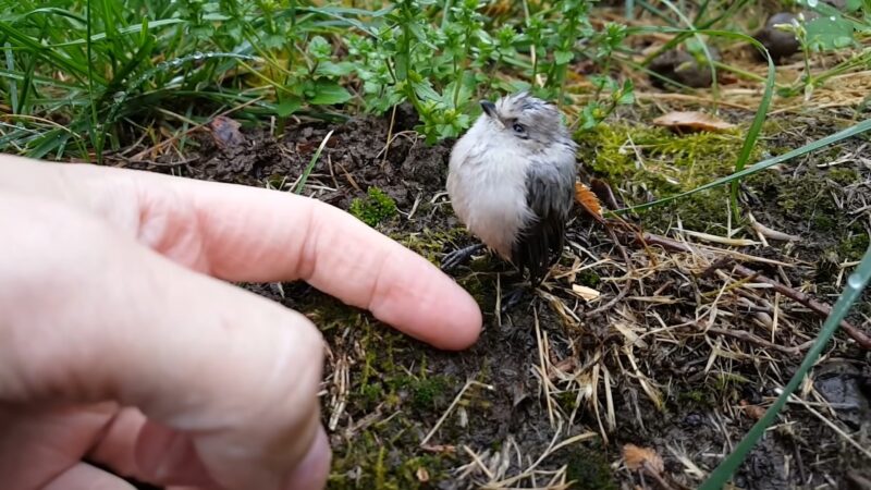 american Bushtit