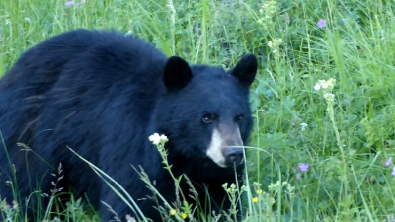 american black bear