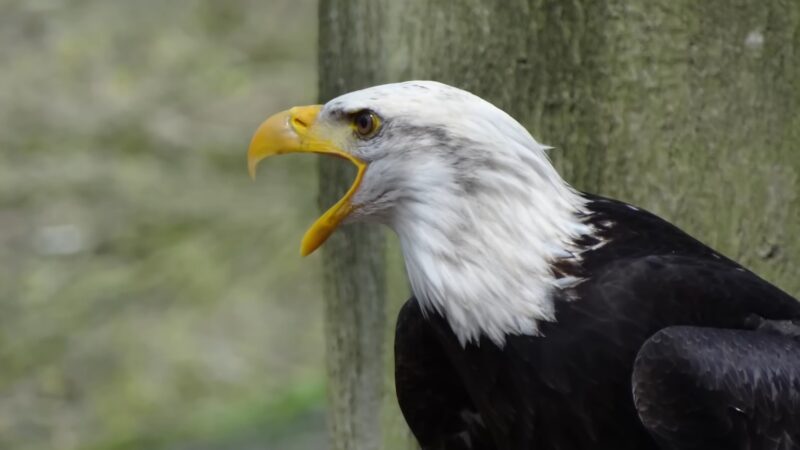 bald eagle calls