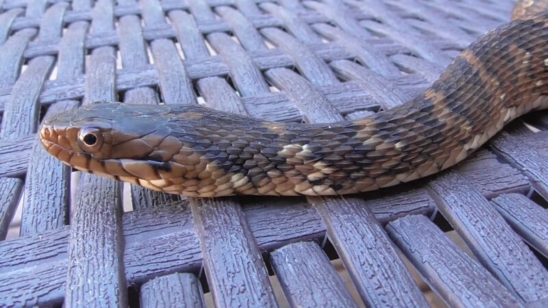 banded water snake