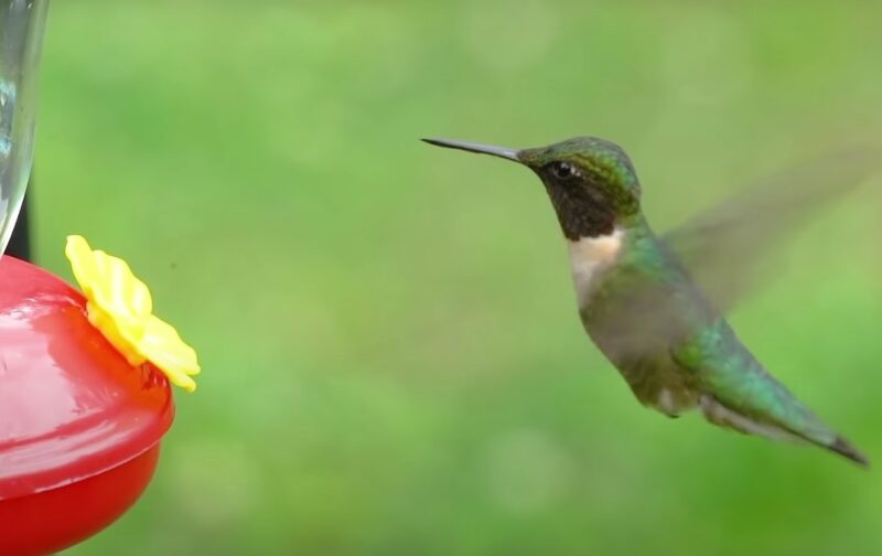 Ruby-Throated Hummingbird