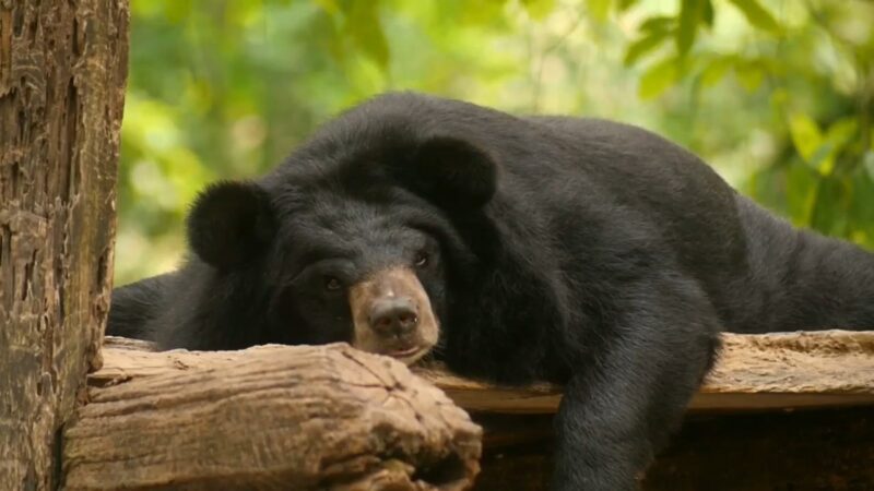 black bear